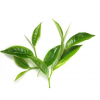 Лист зелёного чая (сухой экстракт)