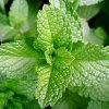 Лист мяты перечной