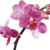 Орхидея