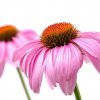 Эхинацея