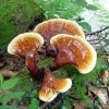 Гриб Ganoderma