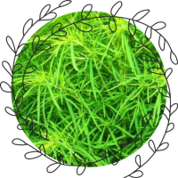 69b3d0de5efc215cd2c99dbb463ea4f5011e42ec китайские тампоны что лечат