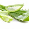 Алоэ вера 