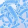Lactobacillus