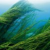 Морские водоросли