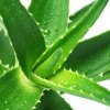 Алоэ вера