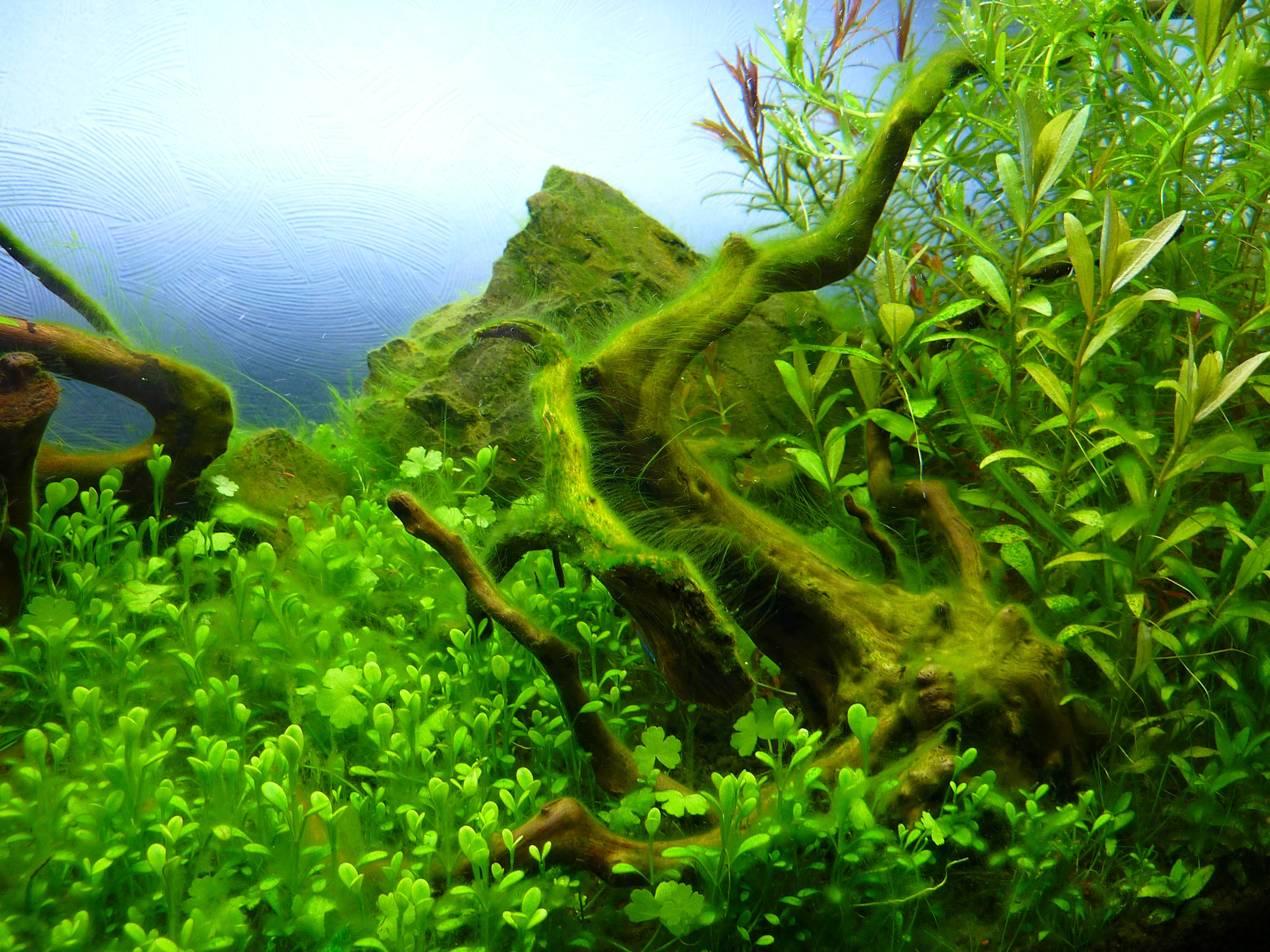 Водоросли ю. Водоросли чука в природе. Альгология водоросли мхи. Отдел Глаукофитовые водоросли.. Зеленые водоросли красивые.